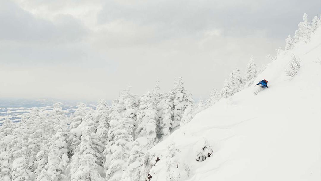 The Search: Yummy Yuki