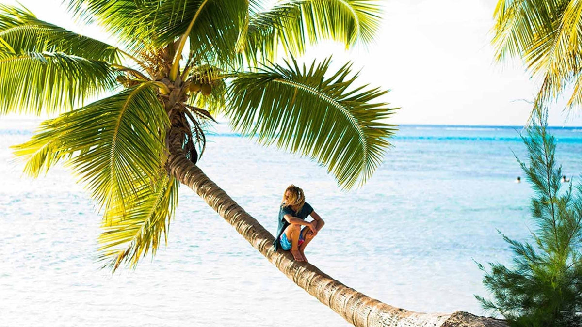 Louie sitting on a palm tree on the beach