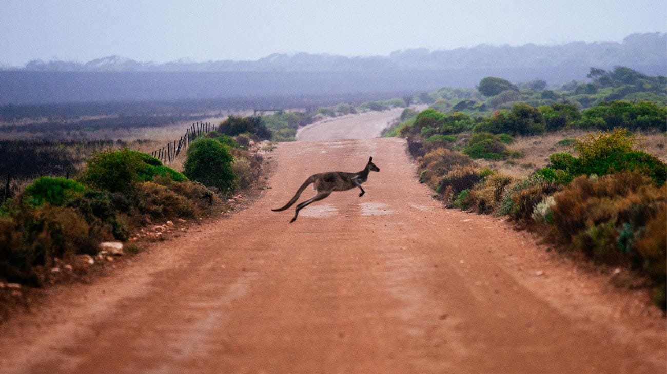 Kangaroo hopping across a dirt road on The Search